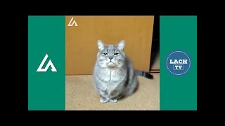 PROBEER NIET TE LACHEN 18  🐱 Grappige Katten 2018 🐱 De Grappige Katten Filmpjes [upl. by Hardi107]