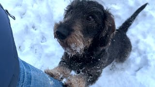 Sporty dachshund goes sledging TeddyTheDachshund [upl. by Oisorbma730]