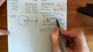 The P2X Receptors Part 2 [upl. by Wit]