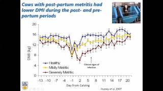 Diagnosis and Treatment of Metritis in Dairy Cows [upl. by Serolod]