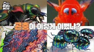 매크로 렌즈 DIY 초고수 마포동 파브르의 곤충접사 찍는 꿀팁 방출┃Man Made Custom Macro Lens to Take Zoomed Pictures of Insects [upl. by Terrel]