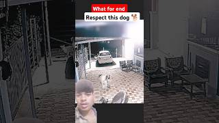 Respect this dog 🐕 dog safari cctv jangalsafari leopard pitbull wildlifesafari doglover [upl. by Jaan]