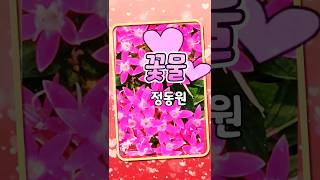 꽃물 정동원 plant pentas lanceolata 펜타스란체올라타 감성힐링tv [upl. by Eugirne]