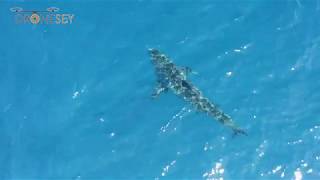 Great White shark gets chased and annoyed by yellowfin tuna bajamexico [upl. by Trebornhoj584]