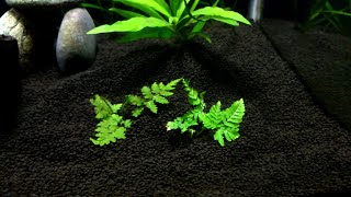 how to plant land ferns underwater [upl. by Anaujd]