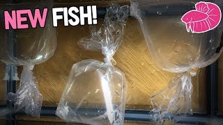 New Fish Unboxing Daily Vlog Challenge 10 [upl. by Arundell]