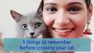 Cat in heat  cat mating  5 things to remember before crossing your female cat [upl. by Ettenahc574]