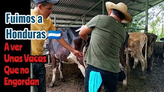 Fuimos a Honduras a Ver unas Vacas que no Engordan por Mas Comida que les Den [upl. by Sherill]