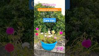 Portulaca care tips  growing flowering plants  terrecegarden garden meragaonnadikinare shorts [upl. by Derzon]