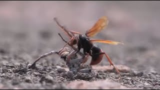 Wasp vs Spider [upl. by Evangeline629]