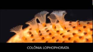 Bryozoa  Lophophorata [upl. by Elleiram]