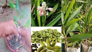 how to grow elaichi plant at home  how to grow cardamom plant at home [upl. by Dranek]