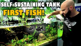 EP6 FIRST FISH Self Sustaining Tank no water changes no cleaning no filter [upl. by Nidla]