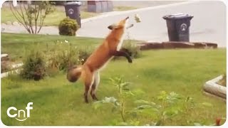 Fox Steals Dog Toy  Jealous Pup [upl. by Nois149]