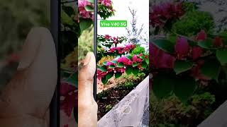 Camera test Vivo V40  Vivo V40 mobile ka camera test video Vivo V40 5g [upl. by Dolloff]