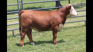 2024 Mohican Farms and Guests Sale  Lot 72 [upl. by Nordna]