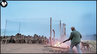 How Hunters And Farmers Deal With Millions Of Wild Boars And Invasive Monkeys By Traps And Guns [upl. by Adiuqal]