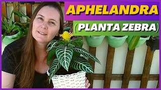 VOCÊ CONHECE A PLANTA APHELANDRA  PLANTA ZEBRA  ESPIGA DOURADA  COMO CUIDAR DA APHELANDRA [upl. by Vivianna]