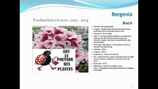 Bergenia Bach plante vivace [upl. by Lancelle]