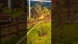 Playing Sun Conure Parrotbirds parrot tweety parrotsong funny cutetweety cute parrottalkies [upl. by Iphigeniah]