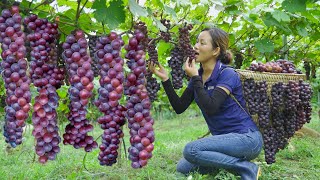 Harvesting Seedless Black Currant Seedless Grapes Go to the market to sell  Phuong  Harvesting [upl. by Phillips]