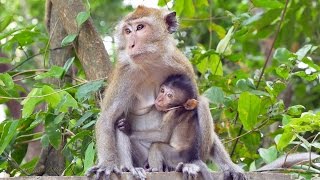 Crabeating or Longtailed Macaques Macaca fascicularis  Javaneraffen oder Langschwanzmakaken 1 [upl. by Ycul68]