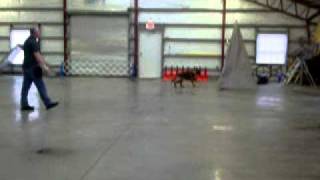 Schutzhund Blind Work [upl. by Brower]