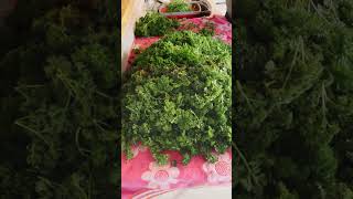 Harvesting my Parsley and freezing for use all year 🌱 homesteading garden winteriscoming [upl. by Ahterod]