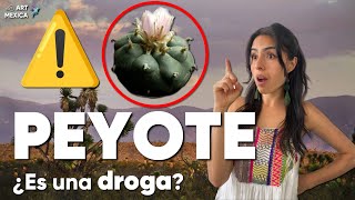 PEYOTE ¿Es una Droga [upl. by Anitsirc314]