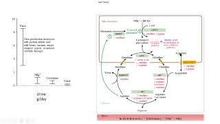 urea cycle 2 hyperammonemia hiperamonemia biochemistry bioquímica [upl. by Viva]