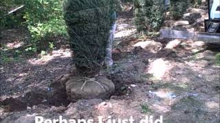 Trumbull CT Landscaper  Planting with Bobcat Skidsteer Nursery Jaws [upl. by Allets327]