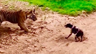 Tiger attacks and kills stray dog Carries off to eat [upl. by Mariquilla]