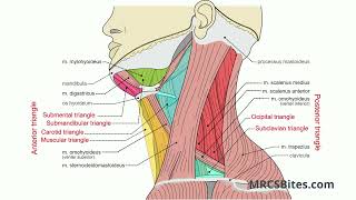 MRCS Part B Neck Triangles [upl. by Tinor209]