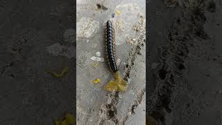 Yellow banded millipede [upl. by Durant228]