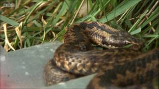 Adders on Springwatch 2016 [upl. by Charity]