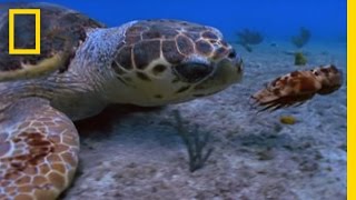 Loggerhead vs Lobster  National Geographic [upl. by Ateekahs]