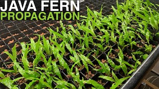 Java Fern Propagation  168 Plants in Two Minutes [upl. by Tisbee446]