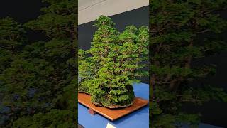 Bonsai Trophy 2025 Mark the date [upl. by Guglielmo]