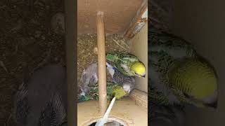 Listen morning sounds of budgies for 1 hour [upl. by Othilia249]