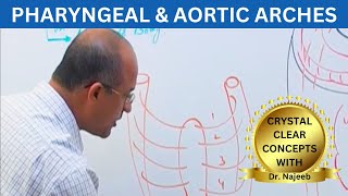 Pharyngeal and Aortic Arches  Embryology🩺 [upl. by Iborian]