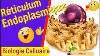 cours biologie cellulaire s1 svi et svtu fssm  le réticulum endoplasmique structure et fonctions [upl. by Hunt]