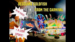 Rescuing Goldfish From The Carnival [upl. by Eladnwahs]