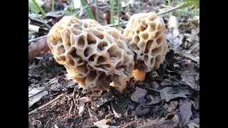 Culture Morilles le 10 11 2023 dans jardinière [upl. by Nolasba820]