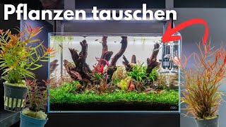 Pflanzen austauschen im laufenden Aquarium mit Fischen [upl. by Sweeney]