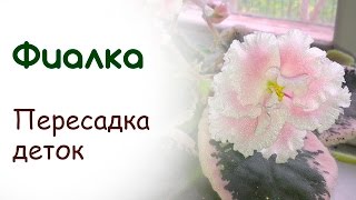 Пересадка деток фиалки сенполии подкормка [upl. by Fernande572]