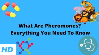 What Are Pheromones Everything You Need To Know [upl. by Dal161]