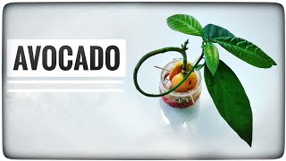 Germogliare avocado velocemente Avocado dal seme alla pianta Serena GingerBread [upl. by Odlanra]