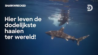 Wij worden opgegeten door de haaien als we deze materialen niet hebben  Shark Week [upl. by Rafaelof195]