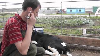 Респираторный синдром КРС BRD  bovine respiratory disease  Терапия [upl. by Sheffy]