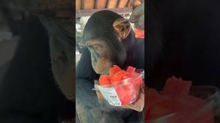 Chimpanzee eating a refreshing watermelon🍉💦 [upl. by Ahsilek]